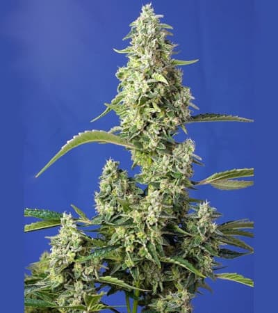 Gorilla Girl XL Auto > Sweet Seeds | Graines Autofloraison  |  Hybride