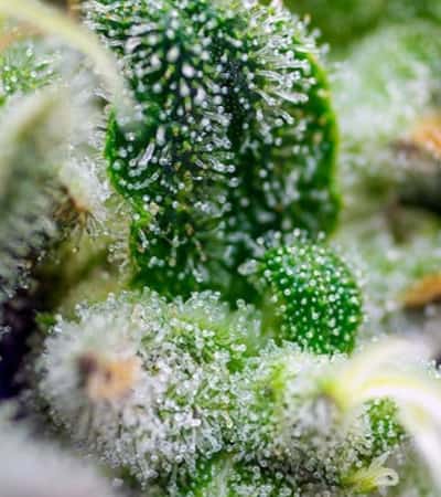 Gorilla Girl XL Auto > Sweet Seeds | Autoflowering Cannabis   |  Hybrid