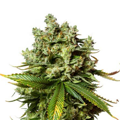 Gorilla Glue #4 semilla > Anesia Seeds | Semillas feminizadas  |  Sativa