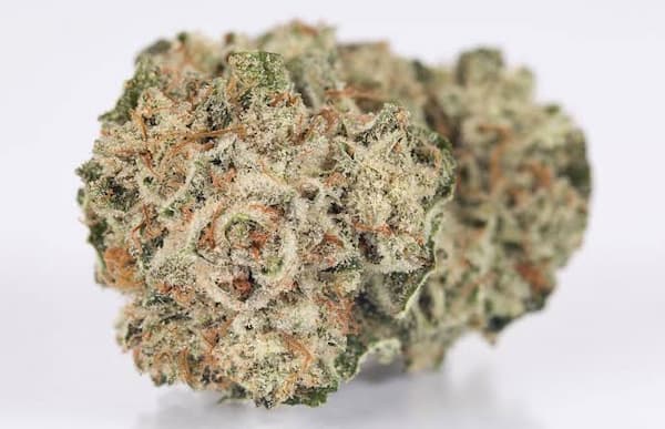 Gorilla Glue #4 Samen > DNA Genetics | Feminisierte Hanfsamen  |  Hybrid