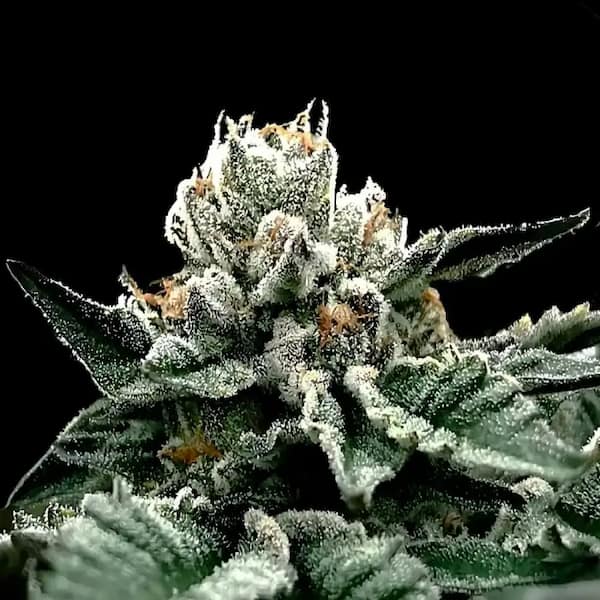 Gorilla Glue #4 Samen > DNA Genetics | Feminisierte Hanfsamen  |  Hybrid