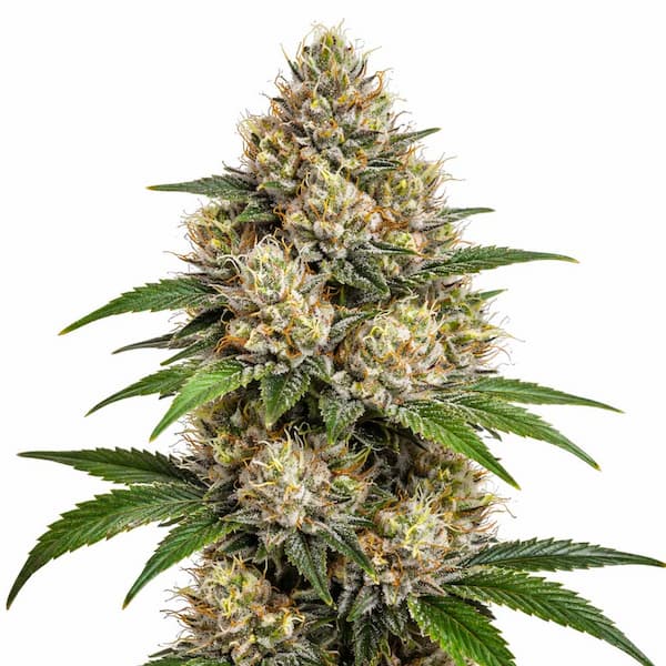 Gorilla Glue #4 x Runtz semilla > Ripper Seeds | Semillas feminizadas  |  Índica
