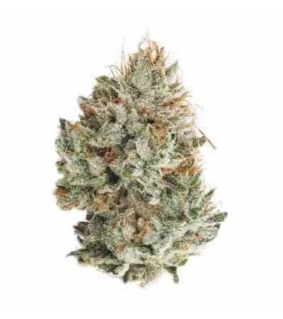 Gorilla Glue #4 > Linda Seeds | Cannabis seeds recommendations  |  Affordable Cannabis
