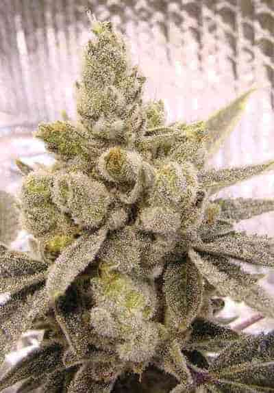 Gorilla Glue #4 > Linda Seeds | Cannabis seeds recommendations  |  Affordable Cannabis