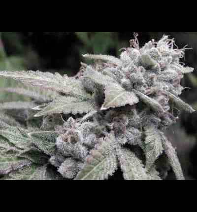 Gorilla Glue #4 > Linda Seeds | Recommandations sur les graines de cannabis  |  Graines de Cannabis à bas prix