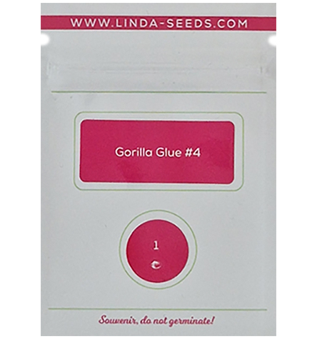 Gorilla Glue #4 > Linda Seeds | Hanfsamen Empfehlungen  |  Günstige Hanfsamen
