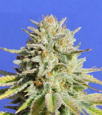 Gorilla Glue #4 > Original Sensible Seeds | Feminized Marijuana   |  hybrid