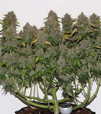 Gorilla Glue > Fast Buds Company | Autoflowering Hanfsamen  |  Hybrid