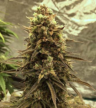 Gorilla Glue > Fast Buds Company | Autoflowering Hanfsamen  |  Hybrid