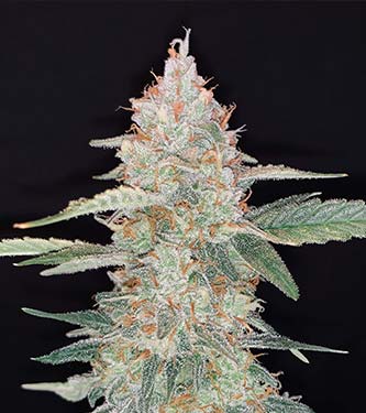 Gorilla Glue > Fast Buds Company | Semillas autoflorecientes  |  Híbrido