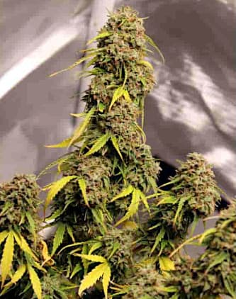 Gorilla Glue Autoflower Seeds - Auto Seeds