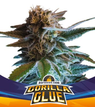 Gorilla Glue Auto > BSF Seeds | Autoflowering Hanfsamen  |  Hybrid