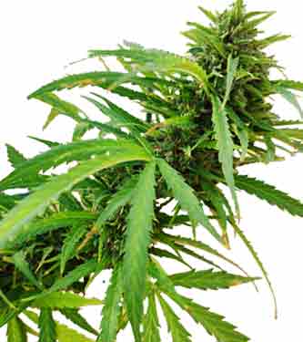 Auto Gelato Glue > Linda Seeds | Autoflowering Cannabis   |  Indica