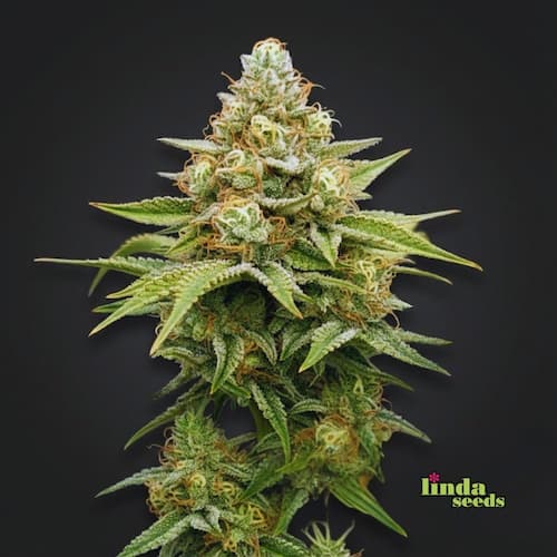 Gorilla Glue #4 graines > Linda Seeds | NOS RECOMMANDATIONS DE GRAINES DE CANNABIS  |  Graines de Cannabis à prix bas