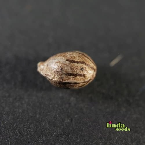 Gorilla Glue #4 graines > Linda Seeds | NOS RECOMMANDATIONS DE GRAINES DE CANNABIS  |  Graines de Cannabis à prix bas