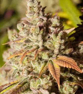 Gorilla Glue #4 > BSF Seeds | Feminized Marijuana   |  Sativa