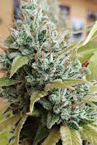 Gorilla Glue > Seed Stockers | Semillas feminizadas  |  Índica