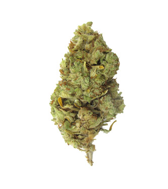 Gorilla Haze CBD flowers > CBD weed | CBD Products