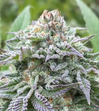 Gorilla King Auto > Kannabia Seeds | Autoflowering Cannabis   |  Hybrid