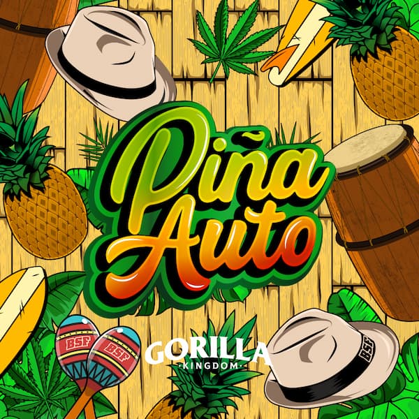 Gorilla Piña XXL Auto Seed > BSF Seeds | Autoflowering Cannabis   |  Sativa