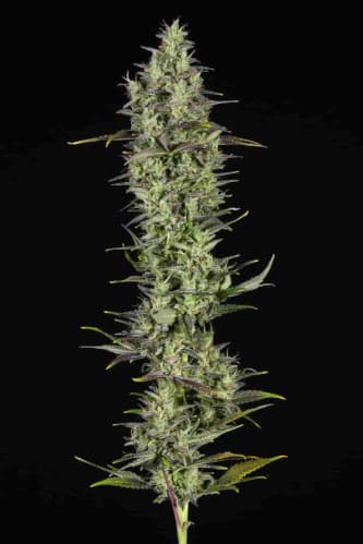 Gorilla Rainbow > BSF Seeds | Feminisierte Hanfsamen  |  Indica