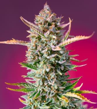 Gorilla Sherbet Fast Version > Sweet Seeds | Feminized Marijuana   |  Indica