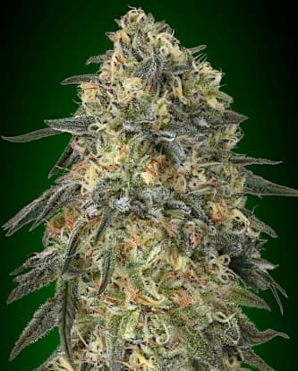 Gorilla > 00 Seeds Bank | Feminisierte Hanfsamen  |  Indica