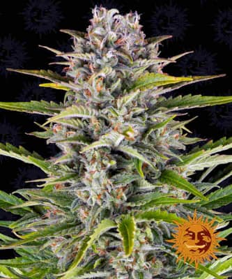 Gorilla Zkittlez Auto > Barneys Farm | Hanfsamen Empfehlungen  |  TOP 10 Auto Flowering