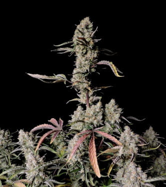 Gorilla Zkittlez Auto > Fast Buds Company | Semillas autoflorecientes  |  Índica