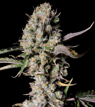 Gorilla Zkittlez Auto > Fast Buds Company | Autoflowering Cannabis   |  Indica