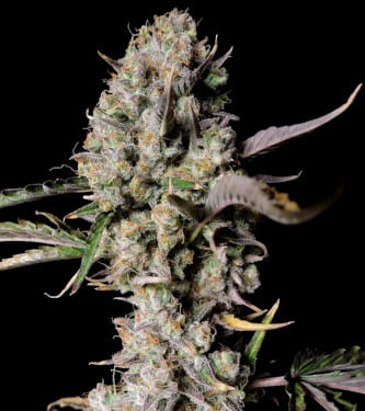 Gorilla Zkittlez Auto > Fast Buds Company | Autoflowering Hanfsamen  |  Indica