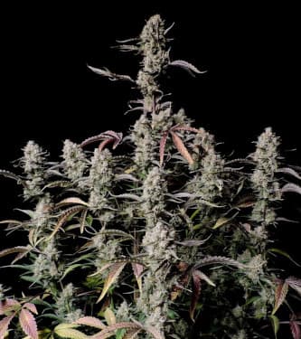 Gorilla Zkittlez Auto > Fast Buds Company | Autoflowering Cannabis   |  Indica