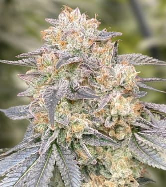 Gorilla Zkittlez Fast > High Speed Buds | Feminisierte Hanfsamen  |  Indica