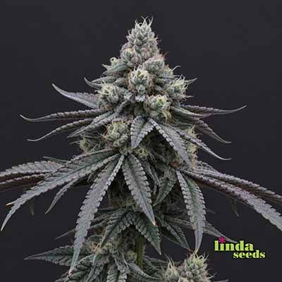 Gorilla Zkittlez Samen > Linda Seeds | Hanfsamen Empfehlungen  |  Günstige Hanfsamen