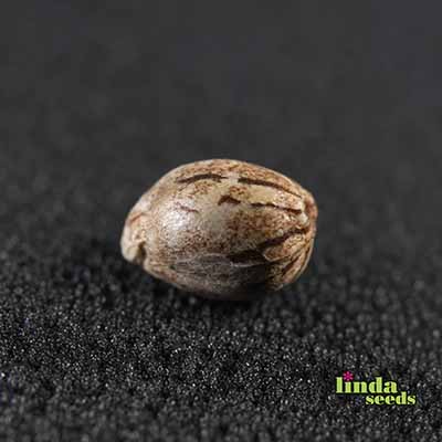 Gorilla Zkittlez Samen > Linda Seeds | Hanfsamen Empfehlungen  |  Günstige Hanfsamen