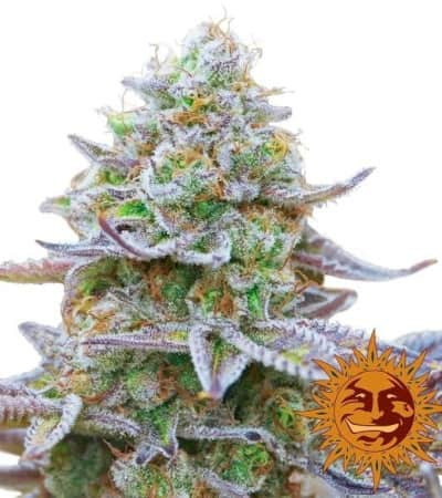 Gorilla Zkittlez > Barney\'s Farm | Feminized Marijuana   |  Indica