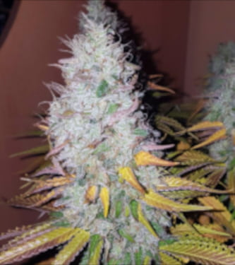 Gorilla Zkittlez > Linda Seeds | Cannabis seeds recommendations  |  Cheap Cannabis