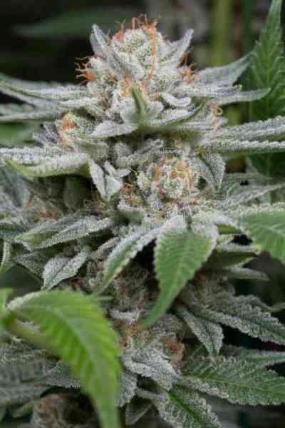 Gorilla Seed > Dinafem | Feminized Marijuana   |  Indica