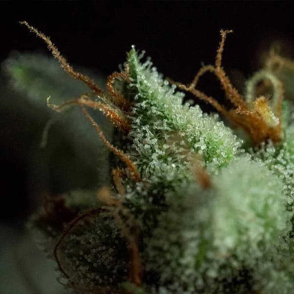 G.O.S semilla > R-KIEM Seeds | Semillas Regulares  |  Índica