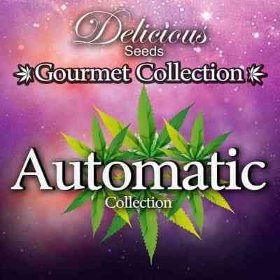 Gourmet Collection Automatic 1 > Delicious Seeds | Graines Autofloraison  |  Hybride