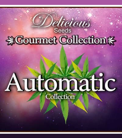 Gourmet Collection Automatic 2 > Delicious Seeds | Autoflowering Hanfsamen  |  Hybrid