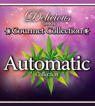 Gourmet Collection Automatic 2 > Delicious Seeds | Graines Autofloraison  |  Hybride