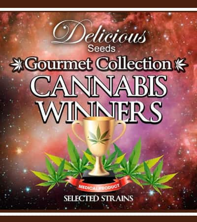 Gourmet Coll. Cannabis Winners 1 > Delicious Seeds | Feminisierte Hanfsamen  |  Hybrid