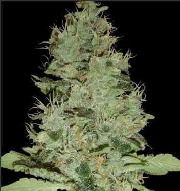 Grape LA Seed > DNA Genetics | Feminized Marijuana   |  Indica