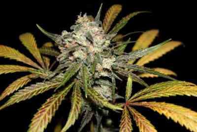 Granddaddy Purple > Blim Burn Seeds | Feminisierte Hanfsamen  |  Indica