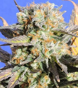 Grandaddy Black > Original Sensible Seeds | Feminisierte Hanfsamen  |  Indica