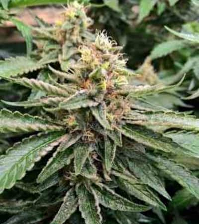 Grandaddy Confidential Kush > Seed Stockers | Semillas feminizadas  |  Índica