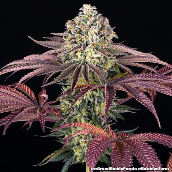 GrandDaddy Purple Seed > Barney\'s Farm | Feminized Cannabis   |  Indica