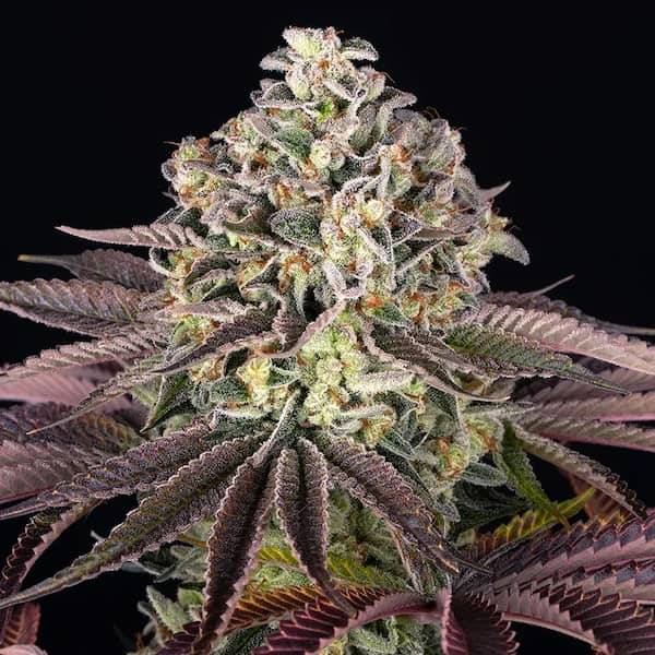 GrandDaddy Purple Seed > Barney\'s Farm | Feminized Cannabis   |  Indica