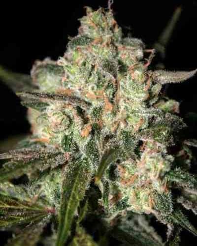 Granddaddy Purple > Blim Burn Seeds | Feminized Marijuana   |  Indica